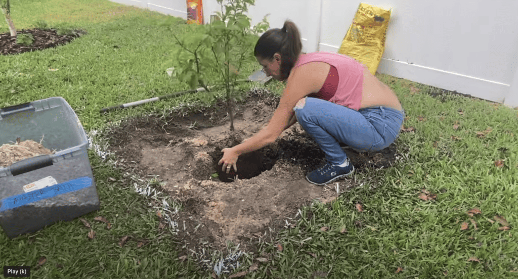 Planting a Fruit Tree